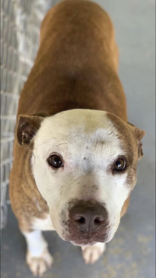 Butterfinger wants a home Atmore News